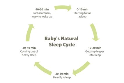 sleep cycle